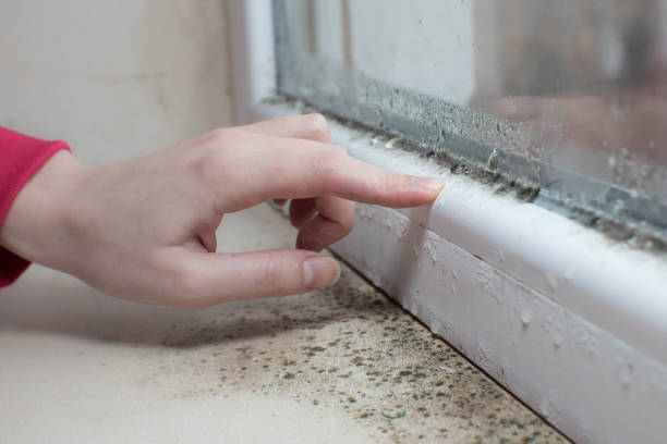 Best Residential Mold Inspection & Testing  in Hodgenville, KY