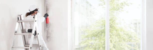 Best Black Mold Removal  in Hodgenville, KY